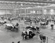 75644 Interieur van de runderhal van de Veemarkthallen (Voorveldsepolder; Sartreweg 1) te Utrecht, tijdens een veemarkt.